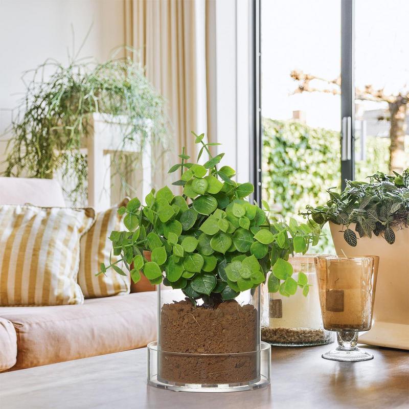 Pots de plantes transparents a - Aloe Vera Pot avis et prix
