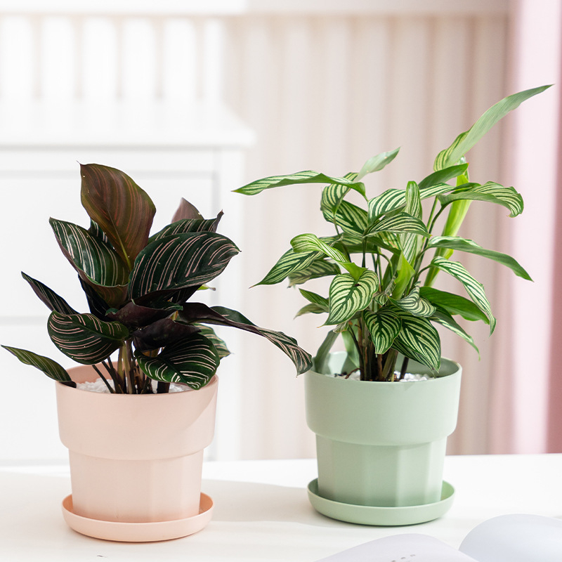 Jardinière succulente de radis - Aloe Vera Pot avis et prix