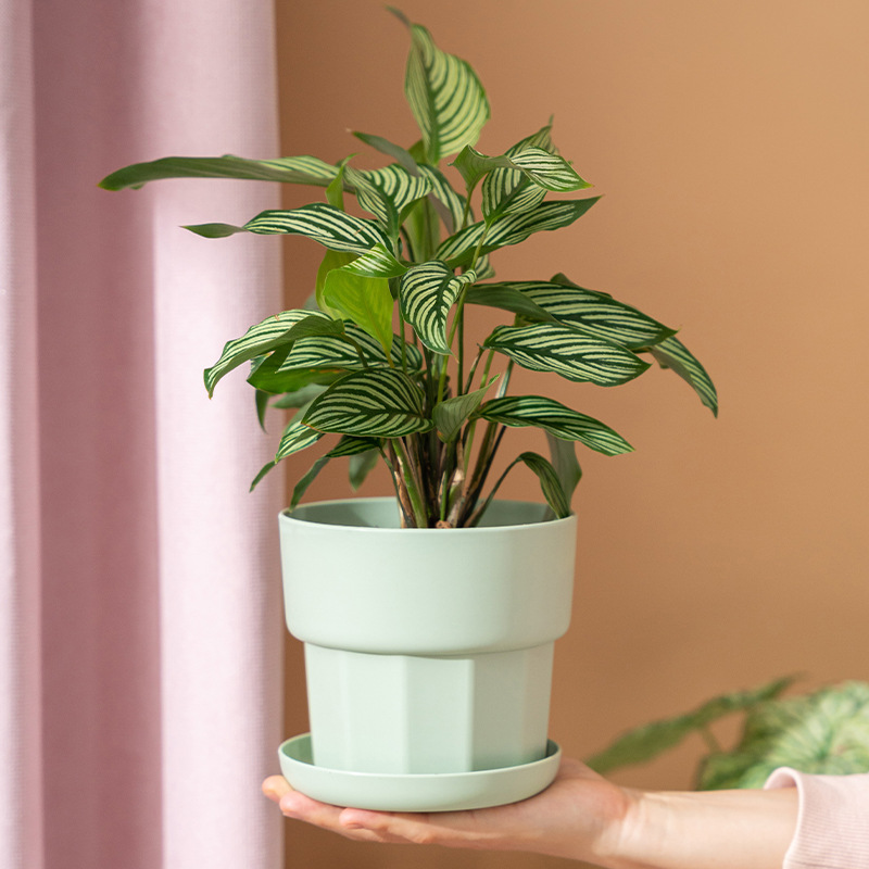 Jardinière succulente de radis - Aloe Vera Pot avis et prix