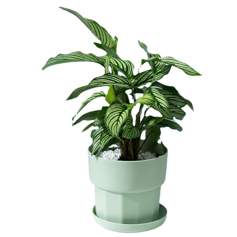 Jardinière succulente de radis - Aloe Vera Pot avis et prix