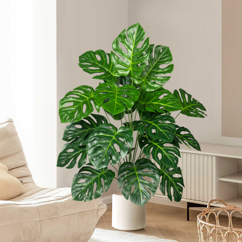 Palmier Monstera Él70-100cm, f - Monstera Adansonii avis et prix