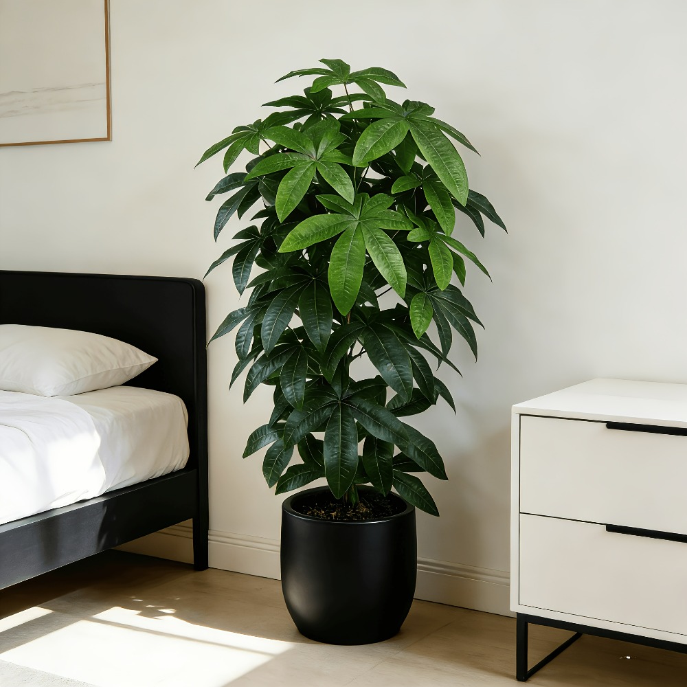 Un arbre à monnaie artificiel  - Monstera Adansonii avis et prix